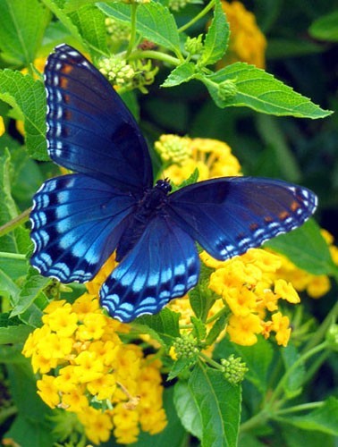 Photo:  blue Butterfly